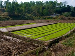 Thailand2009-OddsAndEnds-006